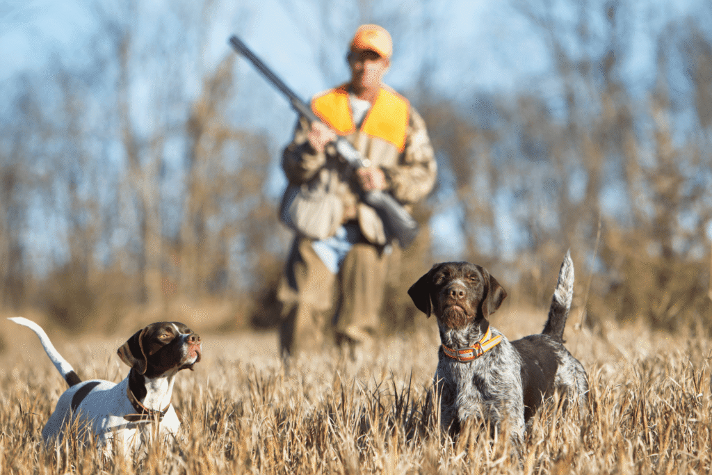 A man wearing protective gear holding a rifle with two dogs in front of him hunting